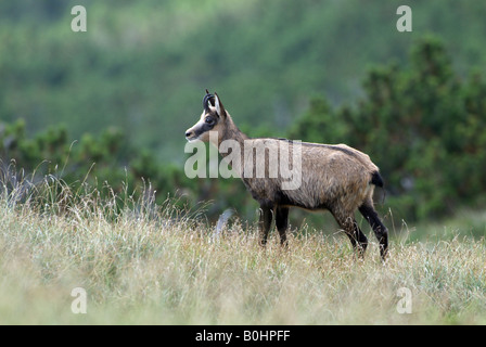 Chamois (Rupicapra rupicapra), Nachtsheim, gamme de Karwendel, Tyrol, Autriche, Europe Banque D'Images