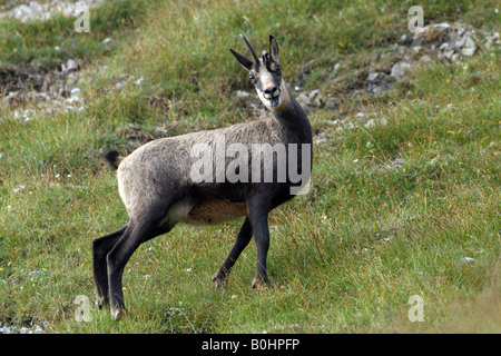 Chamois (Rupicapra rupicapra), Nachtsheim, gamme de Karwendel, Tyrol, Autriche, Europe Banque D'Images