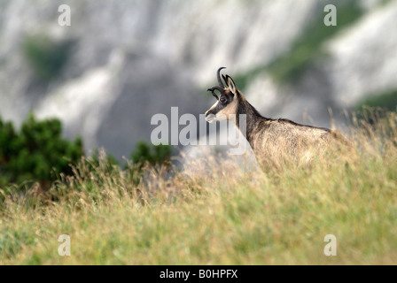 Chamois (Rupicapra rupicapra), Nachtsheim, gamme de Karwendel, Tyrol, Autriche, Europe Banque D'Images