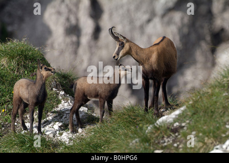 Chamois (Rupicapra rupicapra), Nachtsheim, gamme de Karwendel, Tyrol, Autriche, Europe Banque D'Images