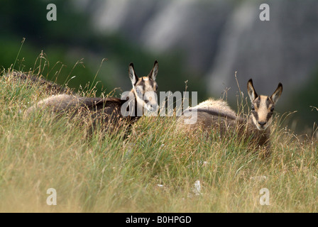 Chamois (Rupicapra rupicapra), Nachtsheim, gamme de Karwendel, Tyrol, Autriche, Europe Banque D'Images