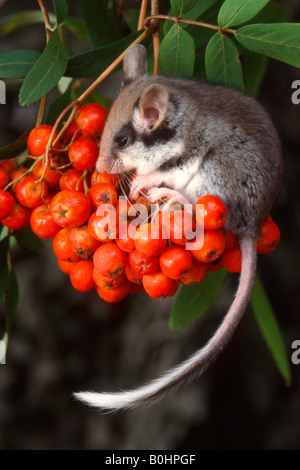 Jardin Loir (Eliomys quercinus), Schwaz, Tyrol, Autriche, Europe Banque D'Images