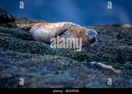 L'Atlantique ou du Phoque gris Phoque gris (Halichoerus grypus), Isle of Skye, Scotland, UK Banque D'Images