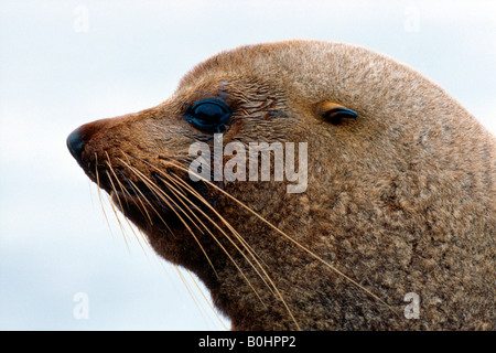 - Du Sud ou la Nouvelle-Zélande (Arctocephalus forsteri), Île du Sud, Nouvelle-Zélande Banque D'Images