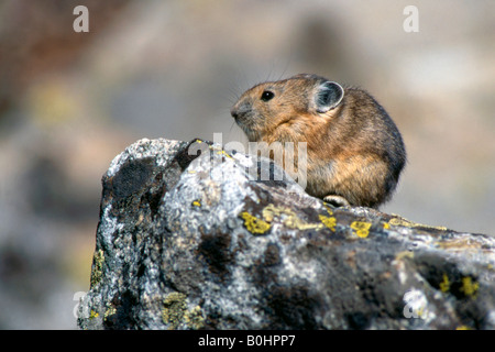 Pika américain (Ochotona princeps), le Parc National de Yellowstone, Wyoming, USA, Amérique du Nord Banque D'Images