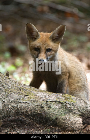 Le renard roux (Vulpes vulpes), Maria Stein, Tyrol, Autriche, Europe Banque D'Images