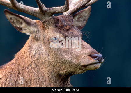 Red Deer (Cervus elaphus), Aurach, Tyrol, Autriche, Europe Banque D'Images