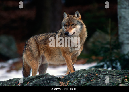 Loup gris ou le loup (Canis lupus), le Parc National de la forêt bavaroise, Bavaria, Germany, Europe Banque D'Images