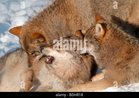 Trois Gris - ou du bois des loups (Canis lupus) de jouer, jouer les combats dans la neige, Parc national Bayerischer Wald, en Bavière, en allemand Banque D'Images