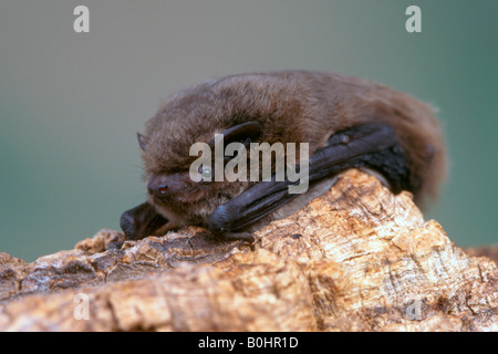 Pipistrelle commune (Pipistrellus pipistrellus) bat accroché à un morceau de bois, Schwaz, Tyrol, Autriche, Europe Banque D'Images