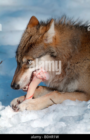 Loup gris ou le loup (Canis lupus) sur rongeant un os, Parc National de la forêt bavaroise, Bavaria, Germany, Europe Banque D'Images
