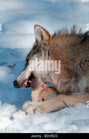 Loup gris ou le loup (Canis lupus) sur rongeant un os, Parc National de la forêt bavaroise, Bavaria, Germany, Europe Banque D'Images