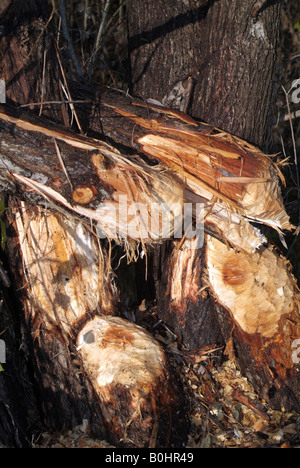 Des signes de l'alimentation, castor européen (Castor fiber), Giessen bei Aarau, Tyrol, Autriche, Europe Banque D'Images