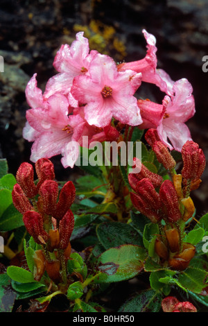 Rose des Alpes velu (Rhododendron hirsutum), Kitzbuehler Horn Jardin Alpin, Tyrol, Autriche, Europe Banque D'Images