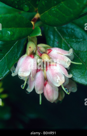 Mountain Cranberry (Vaccinium vitis idaea), Gamsstein, Tux Alpes, Tyrol, Autriche, Europe Banque D'Images