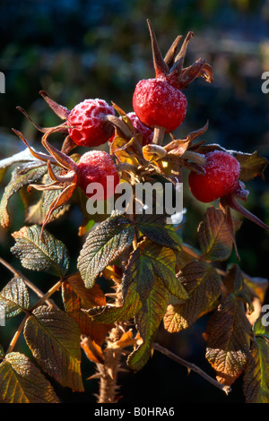 Japanese Rose (Rosa rugosa), Schwaz, Tyrol, Autriche, Europe Banque D'Images