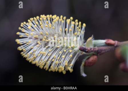 Saule (Salix caprea Goat), Gorge Tiefenbachklamm, Kramsach, Tyrol, Autriche Banque D'Images