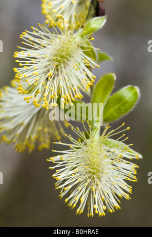 Saule (Salix caprea Goat), Vomperloch, gamme de Karwendel, Tyrol, Autriche, Europe Banque D'Images