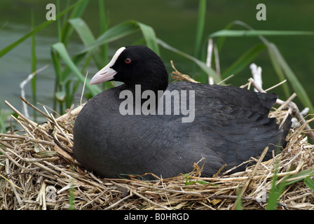 Foulque macroule ou Noir Foulque macroule (Fulica atra) dans son nid, Pillersee, Tyrol, Autriche, Europe Banque D'Images