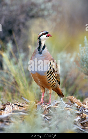 (Alectoris chukar Chukar), Kodachrome Valley State Park, Utah, USA, Amérique du Nord Banque D'Images