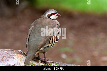 (Alectoris chukar Chukar), Kodachrome Valley State Park, Utah, USA, Amérique du Nord Banque D'Images