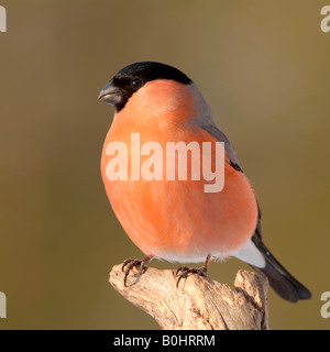 Canard colvert (Pyrrhula pyrrhula), Schwaz, Tyrol, Autriche, Europe Banque D'Images