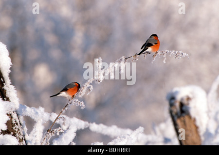 Canard colvert (Pyrrhula pyrrhula), Schlitters, Tyrol, Autriche, Europe Banque D'Images