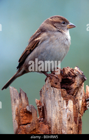 Moineau domestique (Passer domesticus), femme, Schwaz, Tyrol, Autriche, Europe Banque D'Images