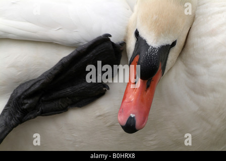 Homme Cygne muet (Cygnus olor), lac Reintaler-See, Kramsach, Tyrol, Autriche, Europe Banque D'Images