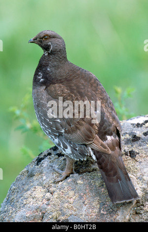 - Sombre ou le tétras sombre (Dendragapus obscurus), Canada Banque D'Images