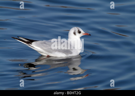 Mouette rieuse (Larus ridibundus), fleuve Isar près de Bad Toelz, Bavaria, Germany, Europe Banque D'Images