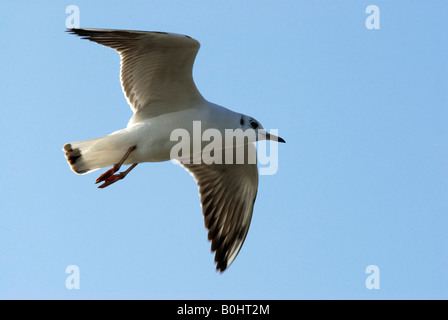 Mouette rieuse (Larus ridibundus) en vol, le lac de Chiemsee, Bavaria, Germany, Europe Banque D'Images