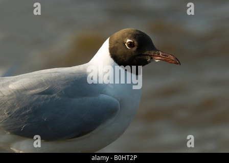 Mouette rieuse (Larus ridibundus), le lac de Chiemsee, Bavaria, Germany, Europe Banque D'Images