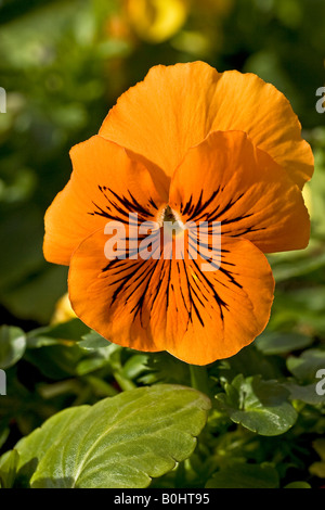 Jardin de floraison (Viola x wittrockiana pensée F1 hybride), Blossom Banque D'Images