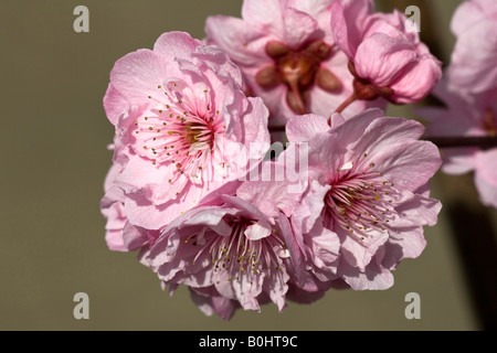 La floraison à feuilles pourpres ou prune prune Blireana Prunus blireana (x), les fleurs Banque D'Images