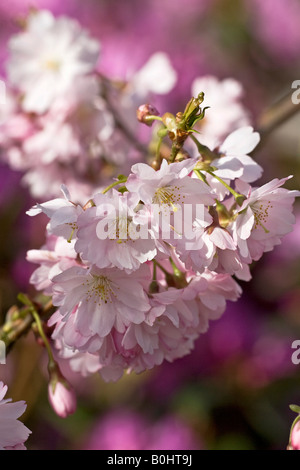 Weeping Higan Cherry floraison ou l'automne cerisier (Prunus subhirtella), les fleurs Banque D'Images