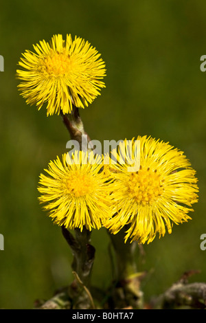 Tussilage (Tussilago farfara), plante médicinale Banque D'Images