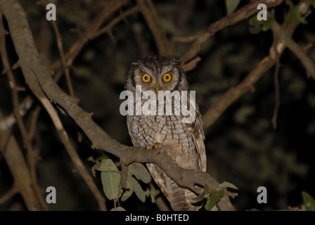 Scieries de Screech Owl (Megascops choliba) perché sur une branche, Boqueron, Gran Chaco, au Paraguay, en Amérique du Sud Banque D'Images