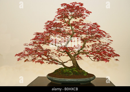 Japanese Maple Acer palmatum Deshojo Banque D'Images