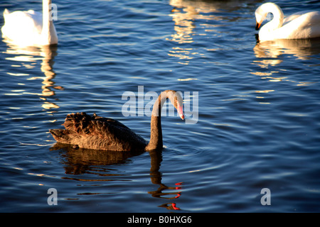 Cygne Noir Cygnus atratus bird WWT Welney Cambridgeshire Angleterre Grande-bretagne réserve lave UK Banque D'Images