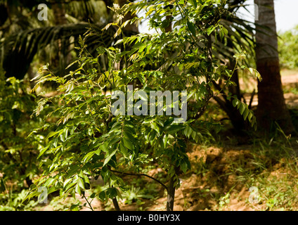 Un jeune arbre de neem dans une ferme avec d'autres cultures - margousier sont plantés le long des routes et trottoirs pour fournir de l'ombre. Banque D'Images