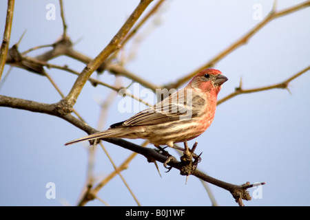 Male Roselin familier (Carpodacus mexicanus), Arizona, USA Banque D'Images