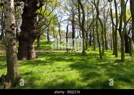 La lumière brille à travers pommelé de colline en bois au printemps Richmond Park Banque D'Images