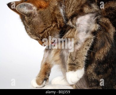 Chat qui lèche beaucoup de dermatite atopique Banque D'Images