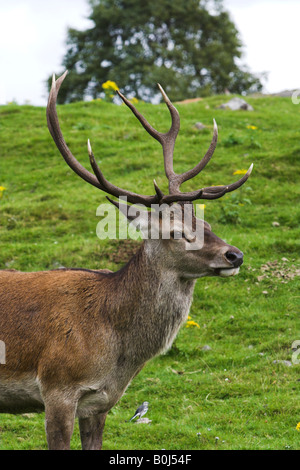 Red Deer stag avec de grands bois Banque D'Images