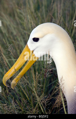 - Albatros Diomedea irrorata - sur l'île de Espanola dans les îles Galápagos, au large de la côte de l'Équateur Banque D'Images