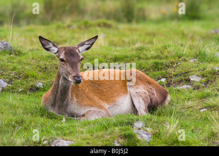 Jeune femme red deer doe couché dans l'herbe Banque D'Images