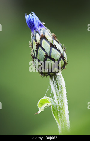 Bourgeon de la fleur de maïs, Centaurea cyanus, Dorset, Angleterre, Royaume-Uni Banque D'Images