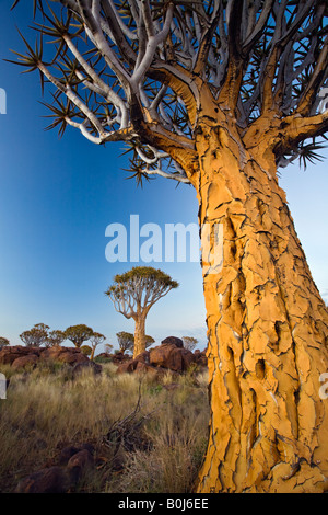 Quiver Tree, Kokerboom, Aloe dichotoma dans la forêt sur l'extérieur de la Ferme Gariganus keetmanshoop Namibie Banque D'Images