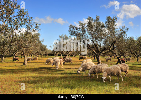 Moutons dans le champ d'olivier Banque D'Images